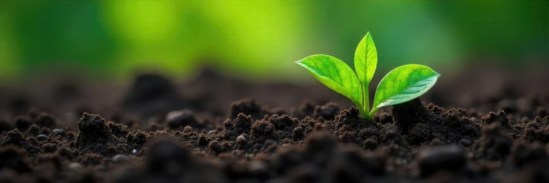 Lush Green Plant Emerging from Soil A Poignant Symbol of Hidden Growth, Resilience, and the Cycle of Nature.  Perfect for environmental, ecological, and agricultural themes.