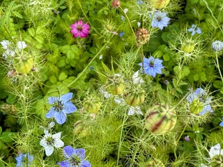 Full frame image of nigella flowers and foliage