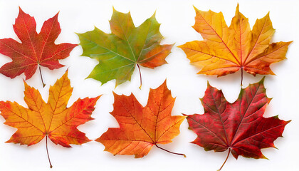 Fototapeta premium autumn maple colorful leaves set isolated on transparent white background png element fall maple foliage collection