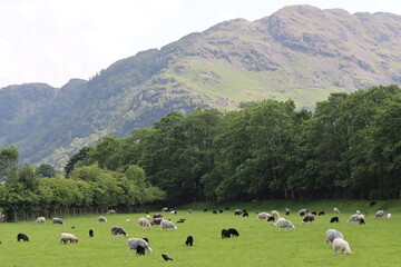 Fototapeta premium Herdwick sheep and lambs grazing in a field in the Lake District