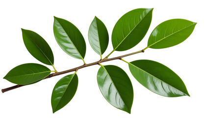 Shiny Green ZZ Plant Leaves on a Single Branch Isolated