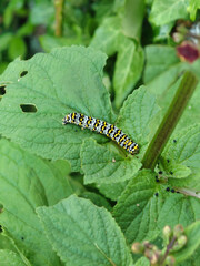 Caterpillar on a leaf