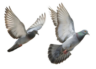Obraz premium Gray pigeons flying wings spread isolated on a transparent background