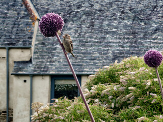 allium with a bird on 