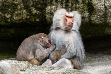 Hamadryas baboon, papio hamadryas, sitting together and grooming each other.