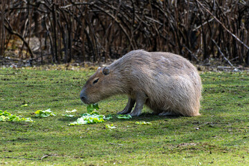 Capybara, Hydrochoerus hydrochaeris grazing on fresh green grass