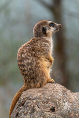 Meerkat, Suricata suricatta sitting on a stone and looking into the distance