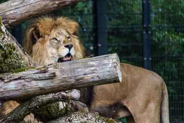 The lion, Panthera leo is one of the four big cats in the genus Panthera