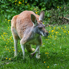 The red kangaroo, Macropus rufus is the largest of all kangaroos and the largest extant marsupial.