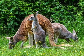 The red kangaroo, Macropus rufus is the largest of all kangaroos and the largest extant marsupial.