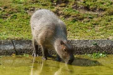 The Capybara, Hydrochoerus hydrochaeris is the largest living rodent in the world.