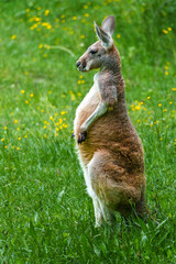 The red kangaroo, Macropus rufus is the largest of all kangaroos and the largest extant marsupial.