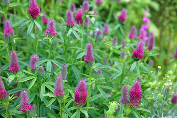 Bed of Ruddy clover blooms, Kent England
