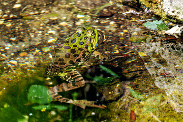 Common frog, Rana temporaria, single reptile croaking in water, also known as the European grass...