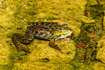 Common frog, Rana temporaria, single reptile croaking in water, also known as the European grass frog
