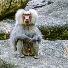 The hamadryas baboon, Papio hamadryas is a species of baboon