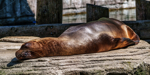 The South American sea lion, Otaria flavescens in the zoo