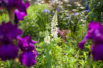 White lupine blooms in spring garden. Lupin plant grows among purple bearded irises on summer flowerbed