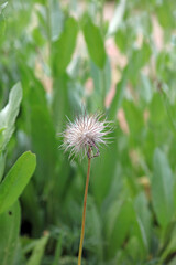 Macro image of a Pasqueflower fruiting head, Kent England