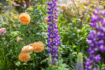 Lupine blooms in spring garden. Purple lupin grows by orange English rose on flower bed. Summer landscape