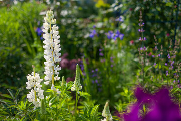 Lupine blooms in spring garden. White flowers grow among irises and sage. Space