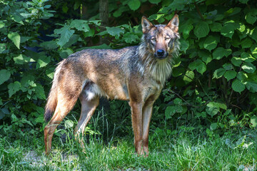 European Grey Wolf, Canis lupus in a german park
