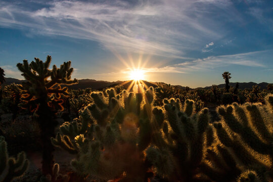 Scenic view of sunset at Cholla Cactus Garden, Joshua Tree National Park, California, USA with radiant spines of teddy-bear cholla against sun and blue sky in desert landscape