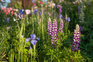 Lupine blooms in spring garden. Purple flowers grow among blue irises, roses on summer flowerbed.