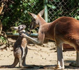 The red kangaroo, Macropus rufus is the largest of all kangaroos and the largest extant marsupial.