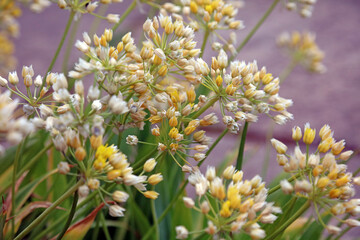 Macro image of Yellow Garlic blooms just starting to lose their colour, Kent England
