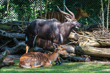 Nyala Antelope - Tragelaphus angasii. Wild life animal.