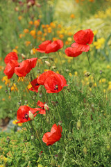 Sunlit Poppy blooms, Kent England
