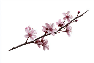 Fototapeta premium Bright Cherry Blossom Branch Showcasing Stunning Pink Petals and Delicate Buds Against a Clear White Background