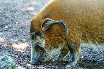 Red river hog, Potamochoerus porcus, also known as the bush pig.