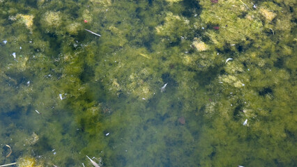 algal bloom in water
