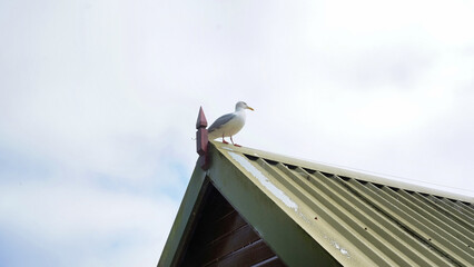 seagull on roof