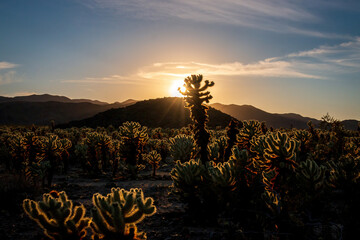 Scenic view of sunset at Cholla Cactus Garden, Joshua Tree National Park, California, USA with...
