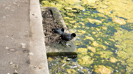 birds nesting by algae filled lake