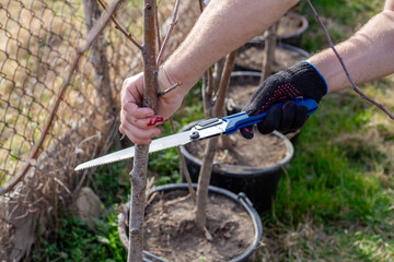 A gardener cut his finger while pruning a small potted tree with a folding saw, preparing it for replanting or shaping