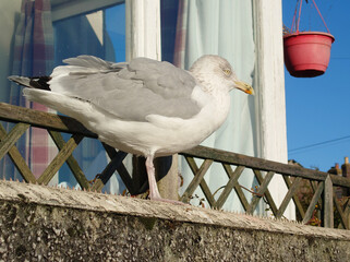 seagull on a fence in front of a house