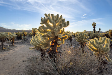 Cholla Cactus at Joshua Tree National Park, California, USA during sunset with radiant spines...