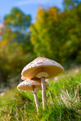 Group of 2 fruiting bodies of edible Parasol Mushrooms (Macrolepiota procera) on a meadow in Sauerland Germany. Macro close up from frog perspective with tall stems, lamellar structures under big caps
