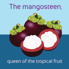 A colorful flat-style illustration featuring whole and halved mangosteens with the caption “The mangosteen, queen of the tropical fruit.” This vibrant image celebrates the tropical superfruit 