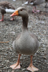 Close up of a greylag goose