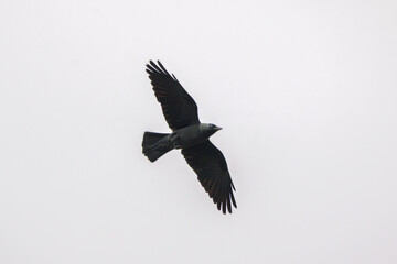 Western Jackdaw in Pinerolo, town in Italian Piedmont