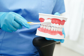 Doctor clean teeth denture with toothbrush for teach patient and dentist studying about dentistry.