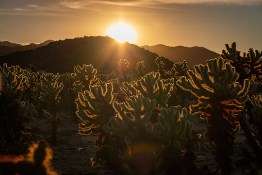 Scenic view of sunset at Cholla Cactus Garden, Joshua Tree National Park, California, USA with radiant spines of teddy-bear cholla against sun and blue sky in desert landscape