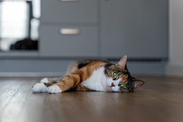 Relaxed calico cat lying on wooden floor