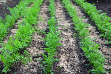 Rows of young carrot plants growing in a vegetable garden