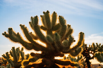 Cholla Cactus at Joshua Tree National Park, California, USA during sunset with radiant spines...